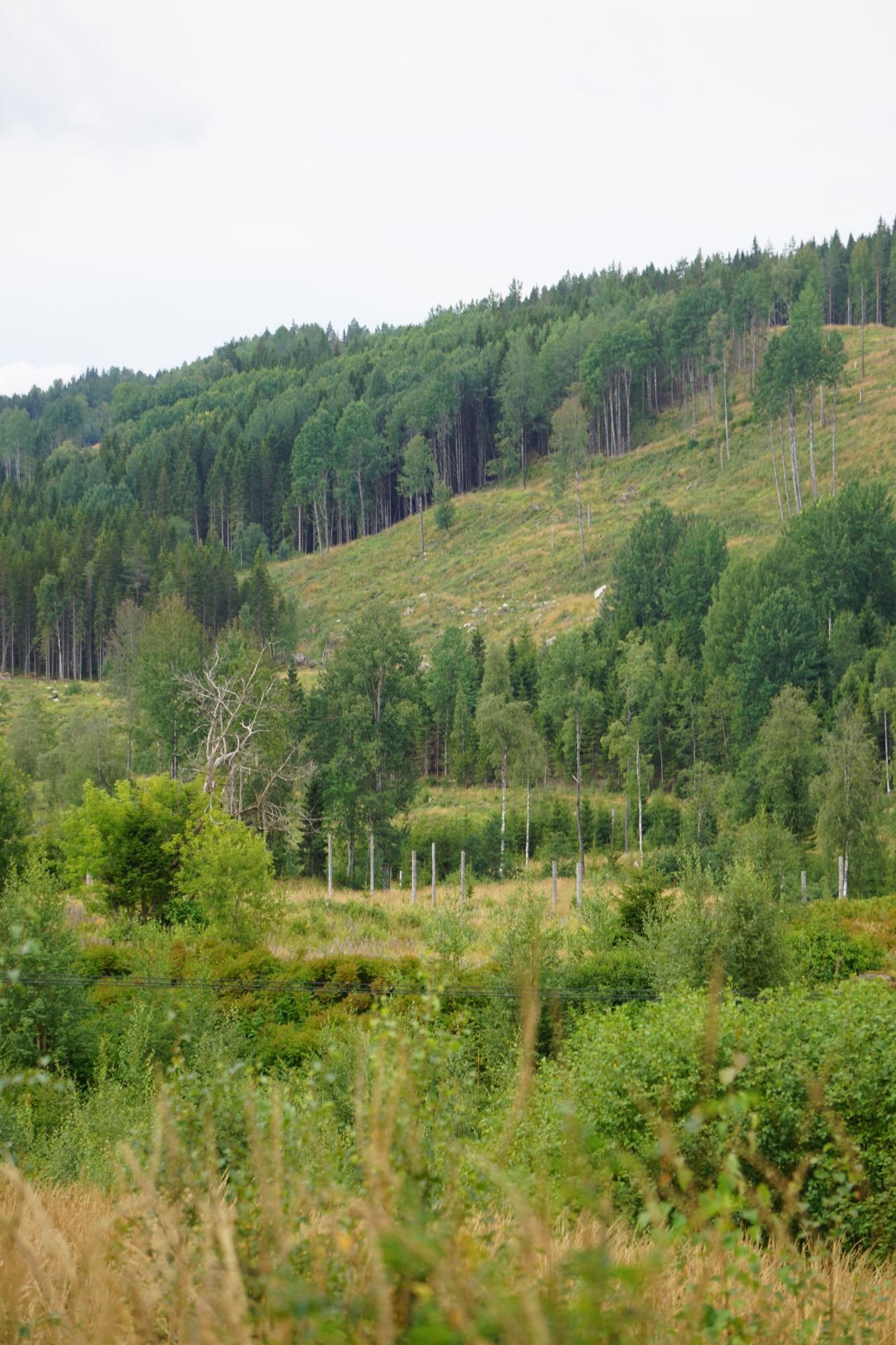 Waldhang mit Fichten und Birken an einem bewölkten Sommertag